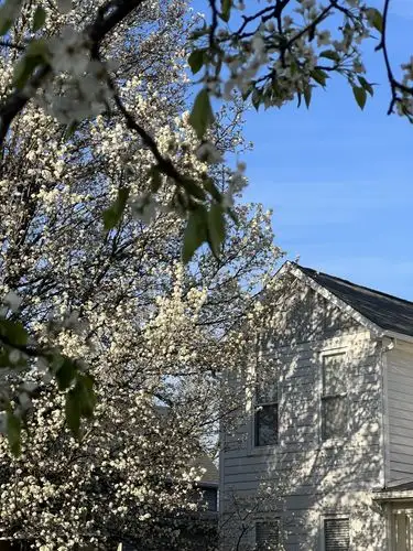 Spring's gentle embrace on a sunny day.
